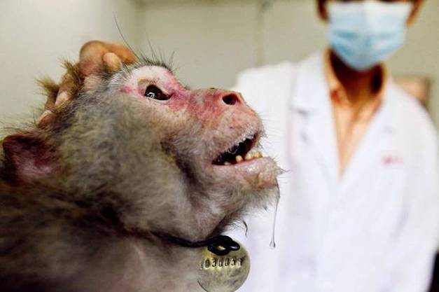 是否可以在动物身上做实验