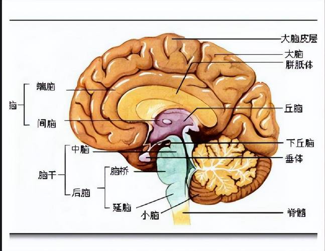 猴子大脑的解剖图