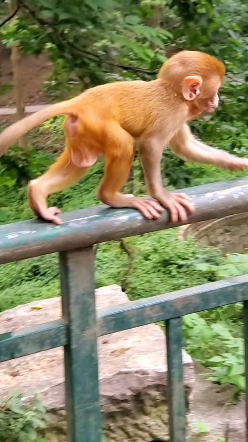 猴子几条腿正确