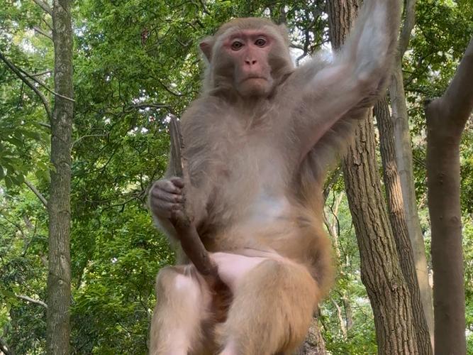 为什么用猴子作为太空实验动物