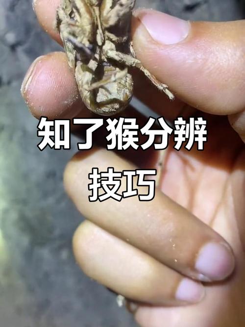 猴子解剖图片，猴子解剖结构图？