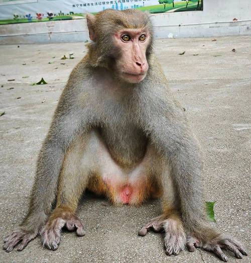 “母猴生殖图”是什么样的?