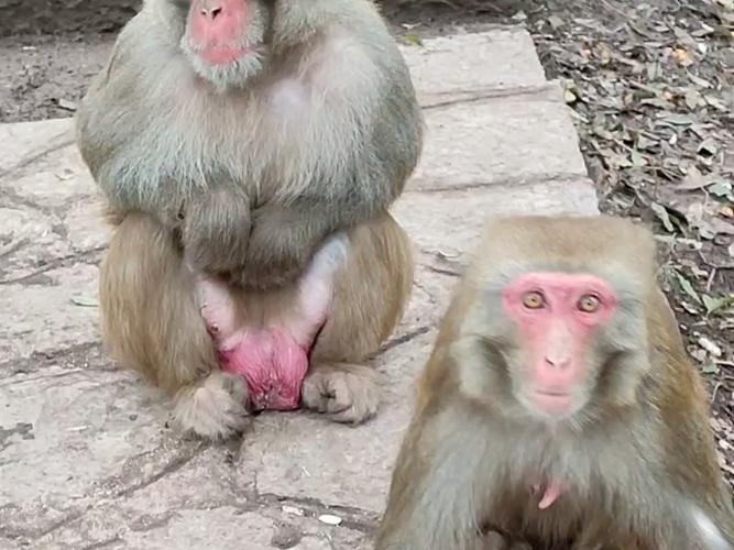 猴子大脑的解剖图