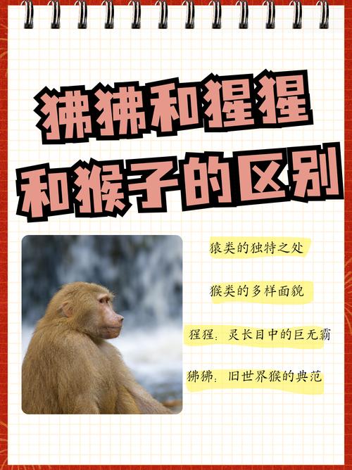 猿、猴、猩猩的区别